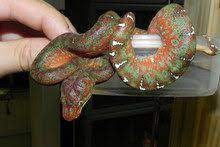 Baby Emerald Tree Boas For Sale Corallus Caninus Red Emerald Tree Boa Rainforest Animals Snake