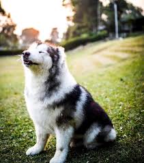 Perbedaan alaskan malamute dengan siberian husky. Spike Anjing Peliharaan Erzon Tarigan Mati Akibat Sakit Alaskan Malamute Atau Siberian Husky Portal Bangka Belitung