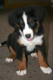 Whether you are looking for a bernese lab mix, or any other puppy, the most important consideration is a reputable breeder that is breeding their dogs for health and genetic diversity, not popular physical. Bernese Mountain Dog Mix Puppies Handmade Michigan