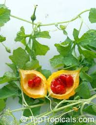 Image result for Momordica pterocarpa