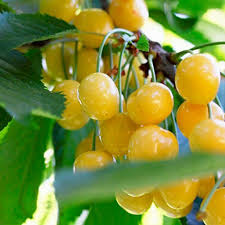 Pin On Fruits
