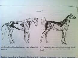 Equine anatomy refers to the gross and microscopic anatomy of horses, ponies and other equids, including donkeys, mules and zebras. Horse Anatomy The Heather Blog