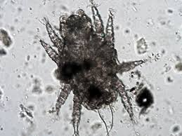 Image result for what do Cheyletiella look like in dog fur