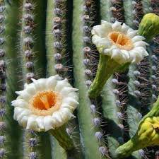 You may have heard that you can get water from a cactus if you are ever lost and dehydrated in a desert.* sounds like a nice survival tip to store away, but is it really that easy? Saguaro Cactus Sonoran Desert Explorers