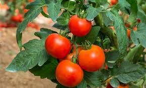 Mix the soap and oil in a bowl. 10 Natural Homemade Insecticides That Won T Hurt Your Garden