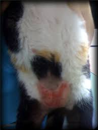Red Cat Belly Rash Virtuavet