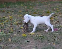 Black And White English Setter Puppies For Sale Female English Setter Puppies Field Bred English Setter Puppies English Setter Puppies
