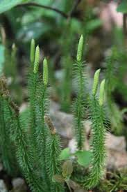 Image result for Lycopodiaceae