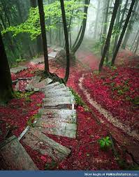 forest walkway in canton of zurich funsubstance nature photography beautiful nature beautiful landscapes
