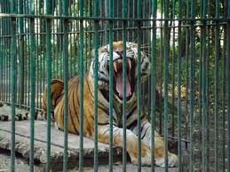 Ciudatenii la 3 ani si 8 luni. GrÄdina ZoologicÄ Din Barlad Din Vaslui Planiada