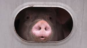 Farming Business Management recent news