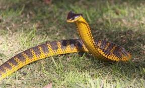Australian Snake Catcher Calls Wife And Kids To Say Goodbye After Highly Venomous Tiger Snake Bites Him This Is It Dangerous Animals In Australia Snake Dangerous Animals