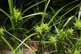 Image result for Scleria flexuosa