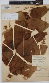 Image result for Alepidea