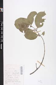 Image result for Hippocratea pallens