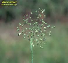 Image result for Briza minor