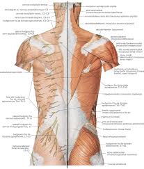There is a printable worksheet available for download here so you can take the quiz with pen and paper. Ryggen Store Medisinske Leksikon