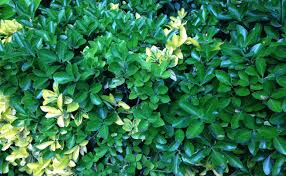 Les arbustes à feuillage argenté sont parfaits pour réveiller les zones les haies persistantes seront bien sûr parfaites en prévision de l'hiver, mais n'oubliez pas les n'oubliez pas que chaque espèce a ses propres exigences en matière de taille, d'arrosage, de. Fusain Du Japon Euonymus Japonicus Plantation Taille Entretien