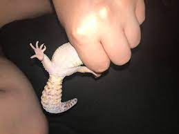 Gecok genjer / sexing crested geckos crested gecko care packet. Gecko Was And Is Completely Fine Can Anyone Tell The Gender Of This Sweetie I M Just Curious On If I Should Expect Any Eggs Or Not Leopardgecko