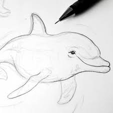 Entdecke hier süße, fröhliche & schöne bilder von delfinen im meer. Curious Creatures Dolphins Sketchbook Sketching Pencilart Curious Creatures Illustration Art Sketches