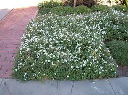Plant Photo Of Lantana Montevidensis White Backyard Plants Winter Flowers Garden Cottage Garden