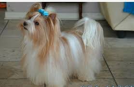 Gold dust yorkie & biewer yorkie 18/12/16 & 29/04/17. Golddust Yorkshire Terrier Biewer Yorkie Yorkshire Terrier Yorkie