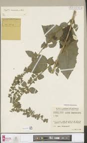 Image result for Teramnus micans