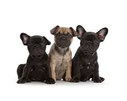 french bulldog price