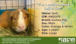 Pin On Small Pets