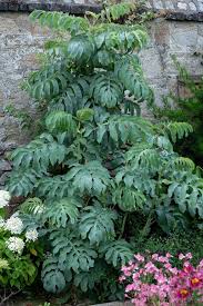 Image result for Melianthus major