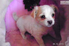 I Am A Cute Chihuahua Puppy Looking For A Home On Nextdaypets Com Cute Chihuahua Chihuahua Chihuahua For Sale
