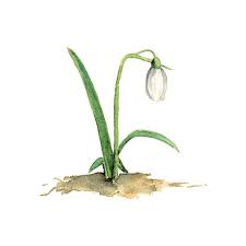 Snowdrop By Kathleen Maunder Watercolor Art Flower Painting Watercolor Flowers