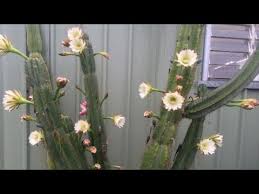 Apple seeds are easy to grow at home with the proper preparation, and seedlings are often more vigorous than their grafted nursery counterparts. How To Grow Peruvian Apple Cactus From Seeds How To Grow From Cuttings Youtube
