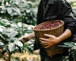 Hình ảnh về Cà phê Tây Nguyên