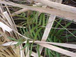 Image result for Cyclosorus interruptus