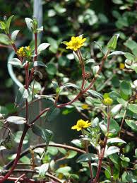 Image result for foto Vitálka