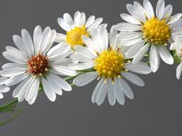 Image result for Andropterum