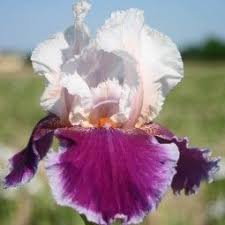 Iris Germanica Ringo Iris Des Jardins Iris Flowers Beautiful Gardens