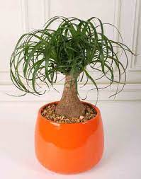 Also very easy to care for! 10 Best Low Light Houseplants Costa Farms