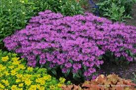 Image result for Monarda didyma