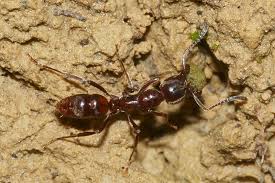 Choose simple objective, including being able to name the three parts of an insect or to identify an insect from spiders and worms. Insect Taxonomy Science Learning Hub