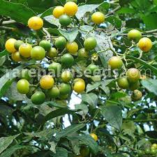 Image result for Cordia sp.A.