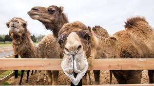 In the beginning of years, when the world was so new and all, and the animals were just beginning to work for man, there was a camel. Carides Farm A Must Stop For Camel Watchers
