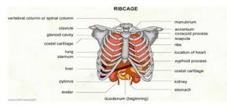 These muscles usually have other primary functions and only assist with respiration under certain. Pin On Health Wellness Illness