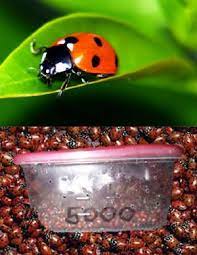 Ladybugs For My Garden Ladybug House Ladybug Buy Ladybugs