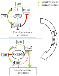 The heritage group has an extremely unique business model that utilizes several different approaches depending on the type of entry. Glucocorticoids Dr Jekyll And Mr Hyde Of Hippocampal Neuroinflammation Springerlink