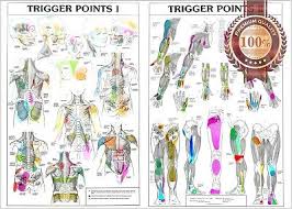 New Trigger Points 1 2 Anatomical Diagram Chart Anatomy Print Premium Poster Ebay