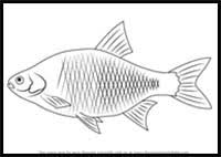 If an object is added to the plan view it will appear in both the plan and 3d views, but can be customized for each view if needed. How To Draw Cartoon Fishes Realistic Fishes Drawing Tutorials Drawing How To Draw Fishes Drawing Lessons Step By Step Techniques For Cartoons Illustrations