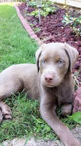 Silver lab puppies are friendly, lovely, sprightly, and cuddly to boot. Sephora My Beautiful Silver Lab Puppy 8 Weeks Old Here Silverlab Puppy Puppies Silver Lab Puppy Cute Puppies