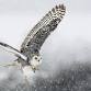Christmas Carols and Owls event image